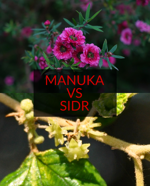 Madu Sidr VS Madu Manuka Sebagai Pembunuh Bakteri; Manakah Yang Terbaik ? Madu Sidr VS Madu Manuka Sebagai Pembunuh Bakteri; Manakah Yang Terbaik ?